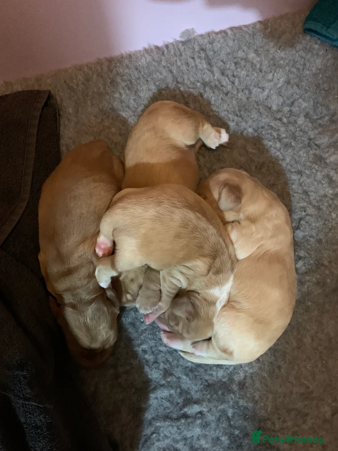 Cocker Spaniel dogs for sale: Working Cocker Spaniel Puppies  - Advert 12