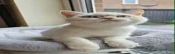 British Shorthair cats for sale: Stunning GCCF reg, BSH Colourpointed Boys - Advert 6