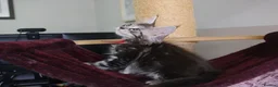 Maine Coon cats for sale: 6 pedigree Mainecoon kittens  - Advert 9