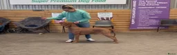 Hungarian Vizsla dogs for sale: Dual purpose Hungarian wirehaired Vizsla puppies - Advert 26