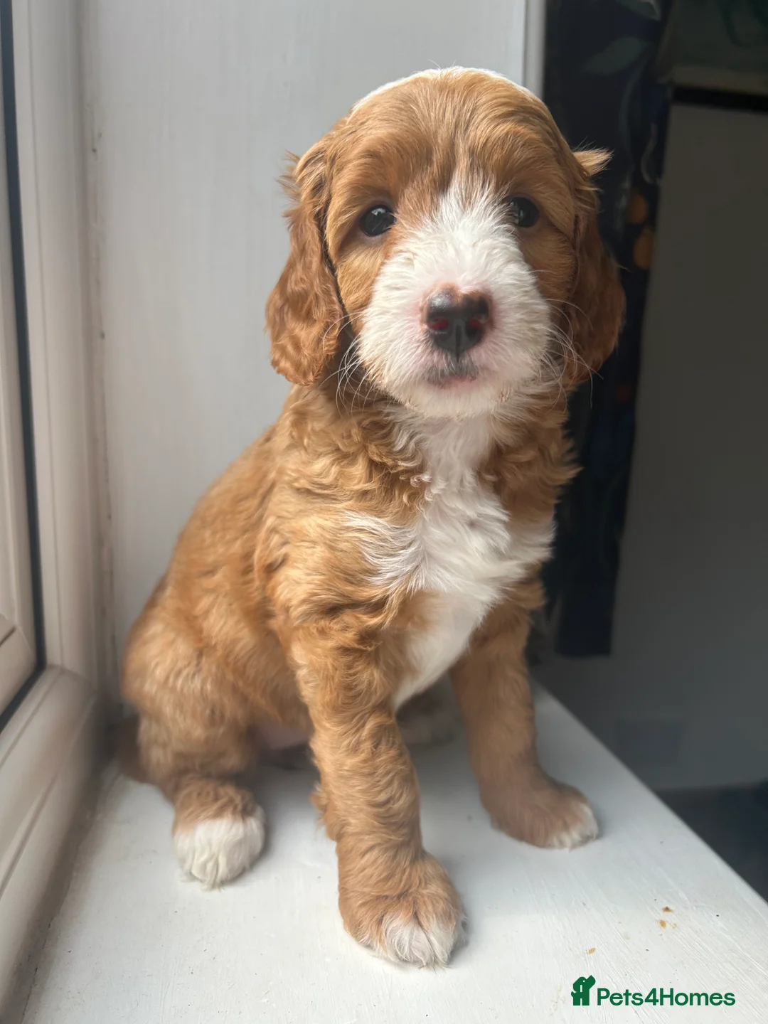 Double Doodle dogs for sale: Gorgeous Australian double doodle puppies - Advert 28