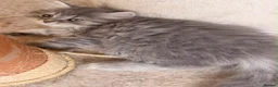 British Longhair cats for sale: Top quality BLH kittens new lines! in Rushden - Advert 9