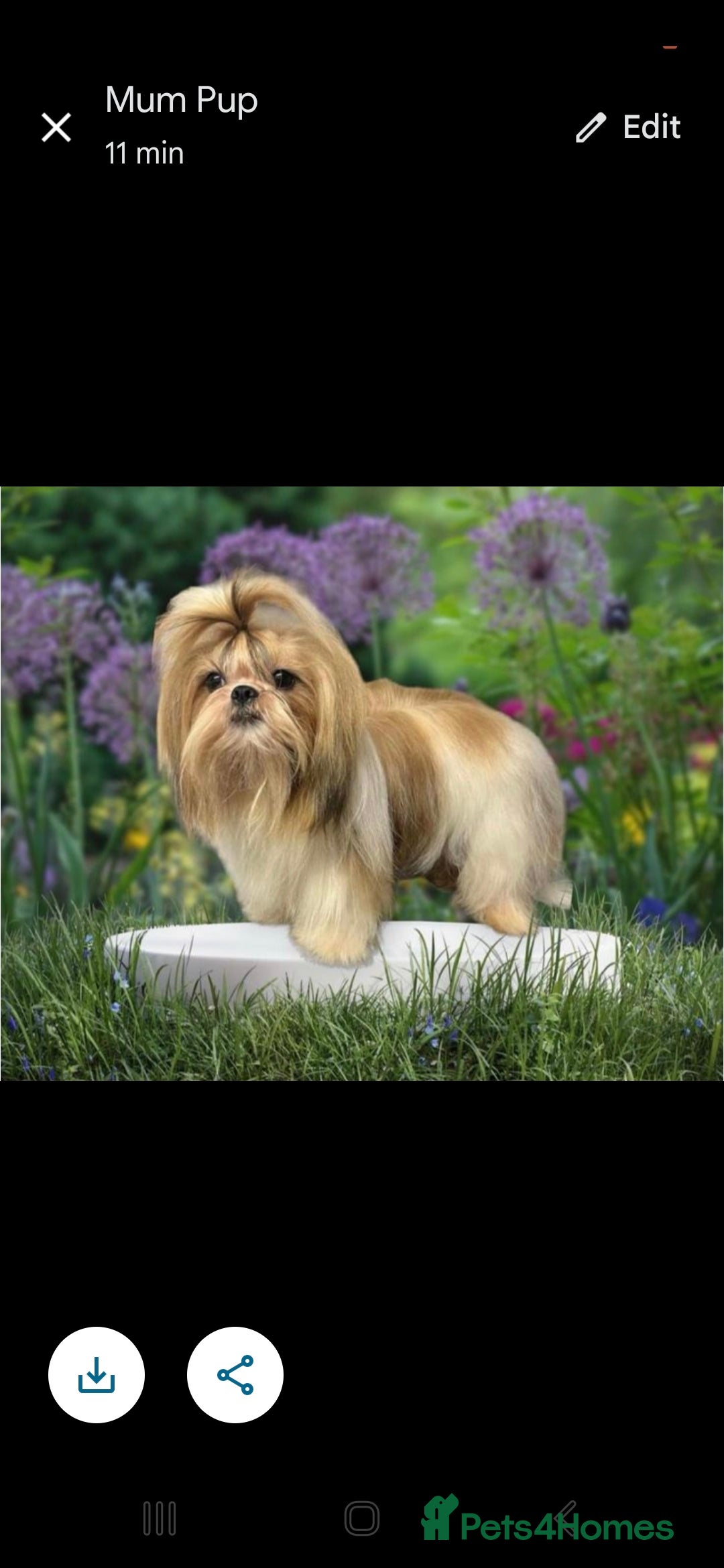 Shih Tzu dogs for sale: shih tzu - Image 4