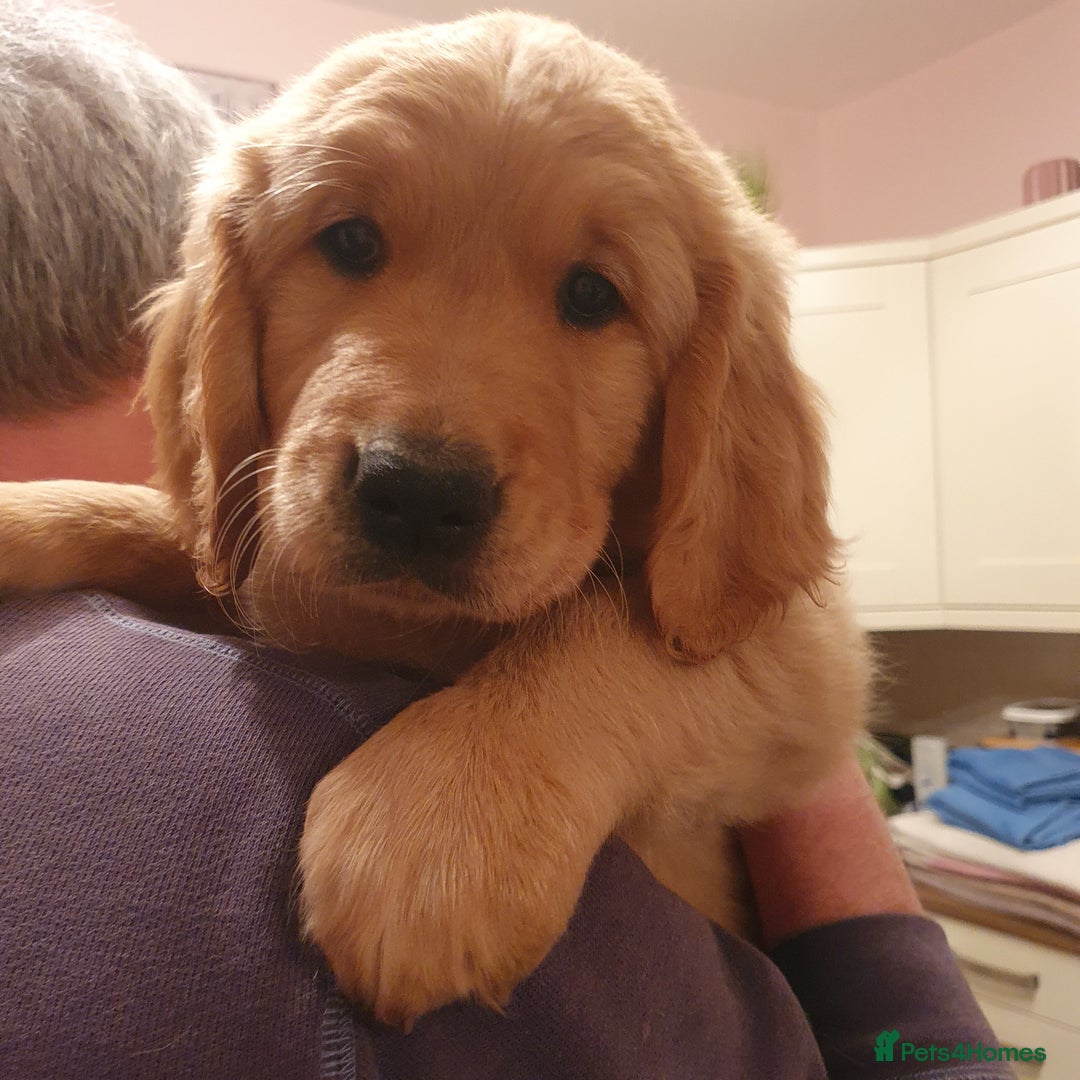 Golden Retriever dogs for sale: Golden Retriever puppies for sale  - Advert 2