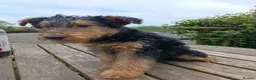 Airedale Terrier dogs for sale: Stunning Airedale puppies - Advert 4