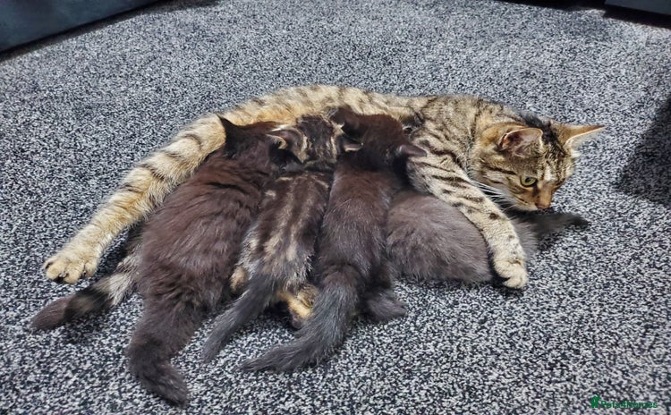 Mixed Breed cats - Advert 3