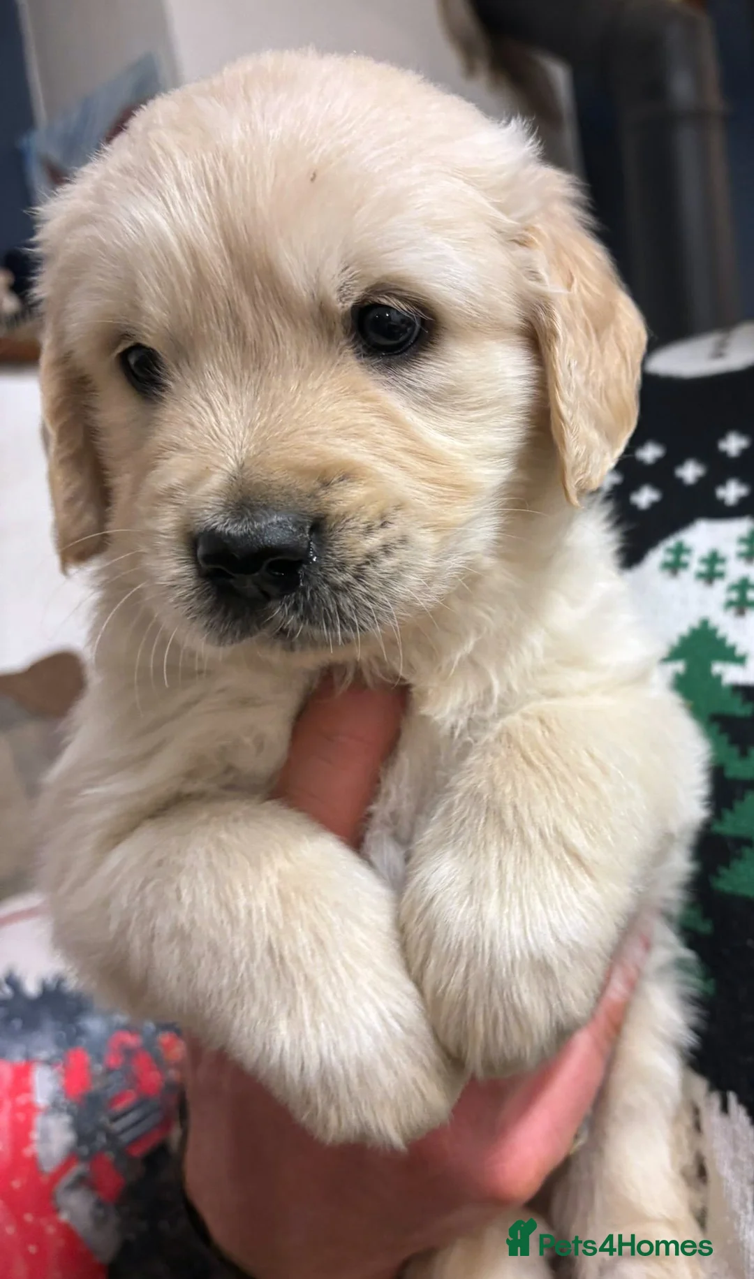 Golden Retriever dogs for stud: Cesarka Golden Retrievers in Conwy - Advert 24