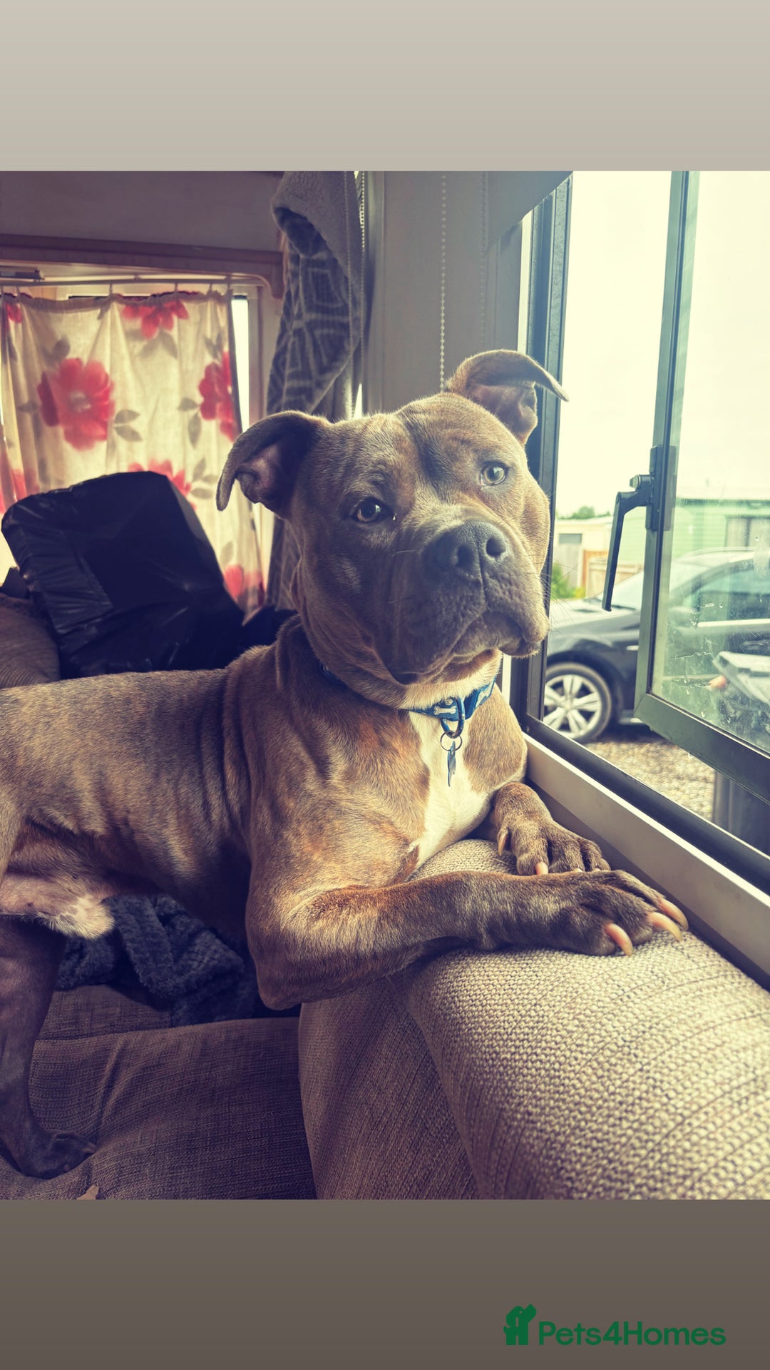 Staffordshire Bull Terrier dogs for sale:  Staffy - Image 5