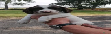 English Springer Spaniel 5
