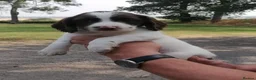 English Springer Spaniel dogs for sale: Beautiful springer spaniels - Advert 9
