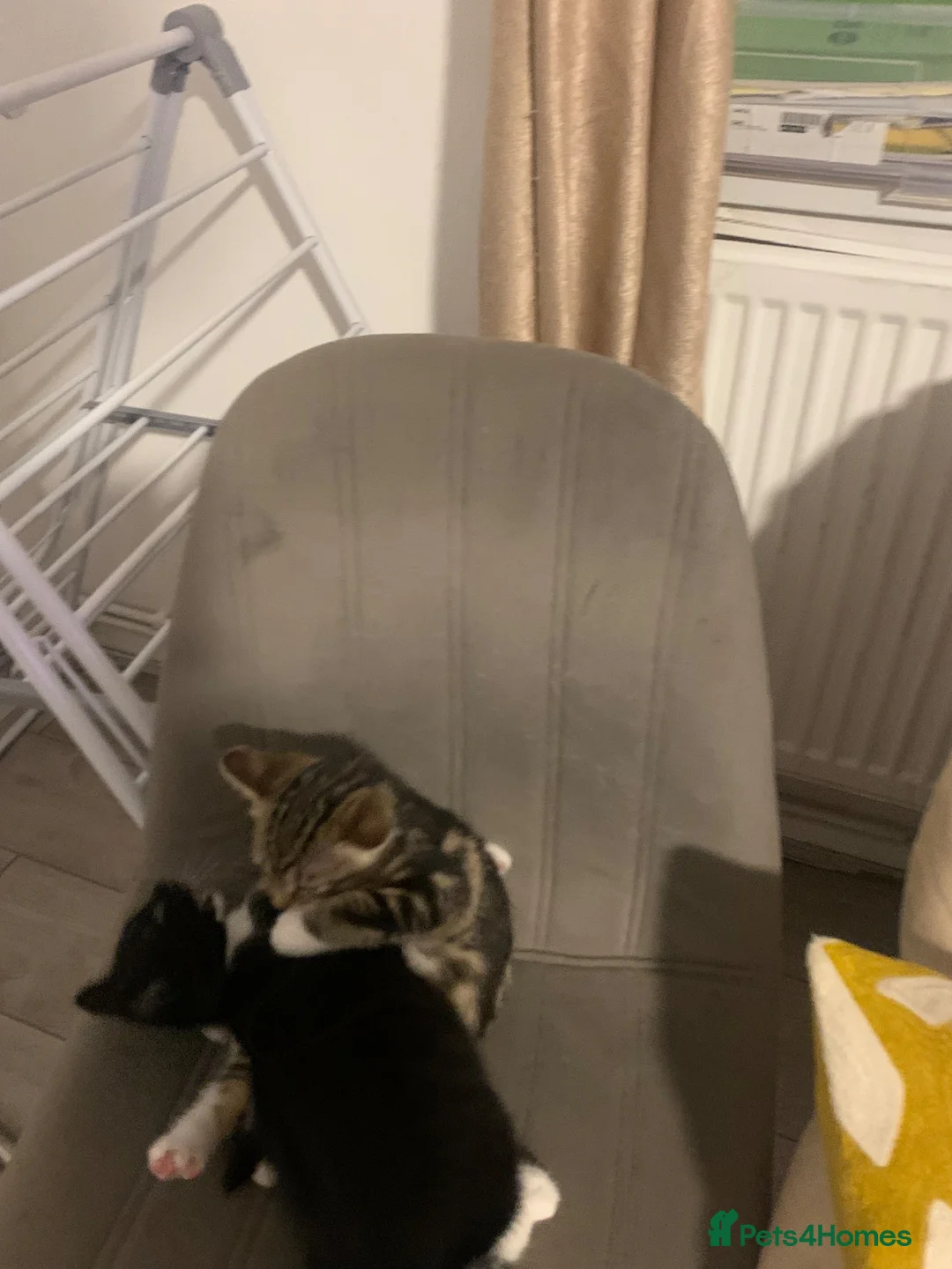 Mixed Breed cats for sale: 2 cute female kittens for sale! in Dagenham - Advert 5