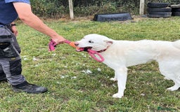 Mixed Breed dogs for adoption: DOUGIE - looking for an active guardian. - Image 14