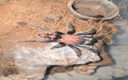 Tarantulas invertebrates for sale: Tarantulas - Image 2
