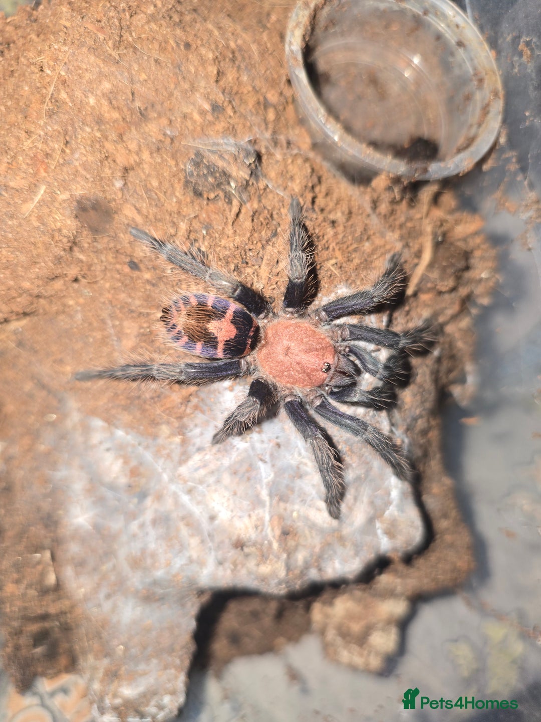 Tarantulas invertebrates for sale: Tarantulas - Image 2