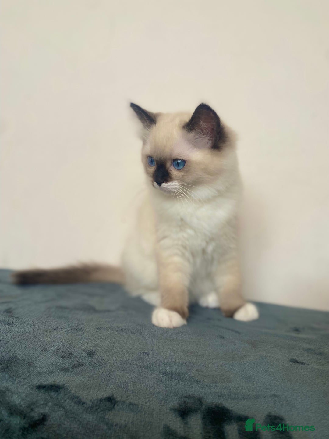 Ragdoll cats for sale: 🐾GCCF Family Reared Ragdoll Kittens🐾 - Image 21