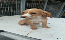 Cocker Spaniel dogs for sale: Fully vaccinated, Working type kc cocker spaniels - Image 23