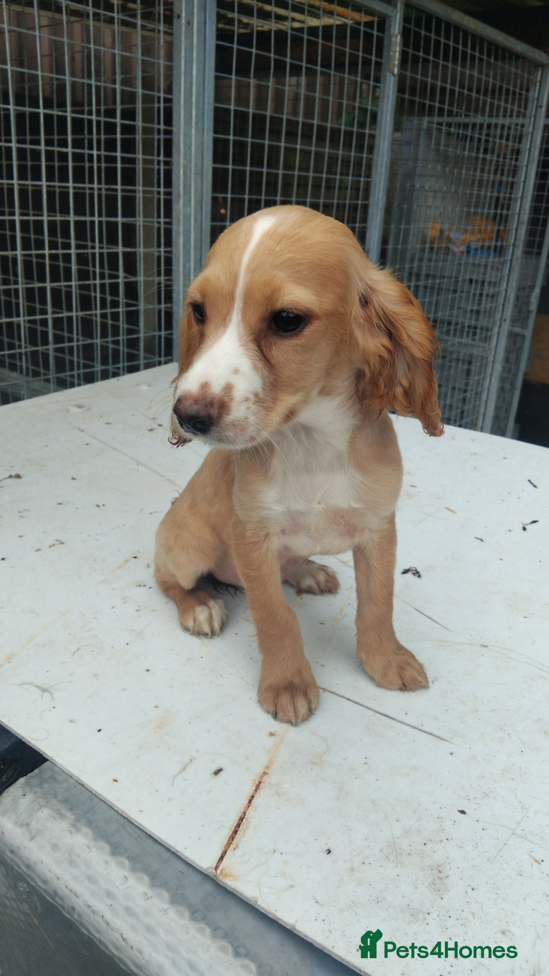 Cocker Spaniel dogs for sale: Fully vaccinated, Working type kc cocker spaniels - Image 23