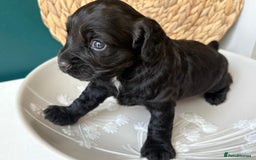Cocker Spaniel dogs for sale: KC Working cocker spaniel puppies  - Image 5