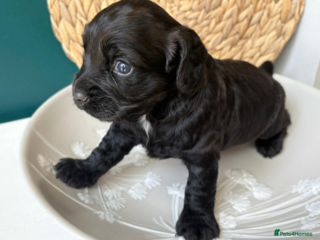 Cocker Spaniel dogs for sale: KC Working cocker spaniel puppies  - Image 5