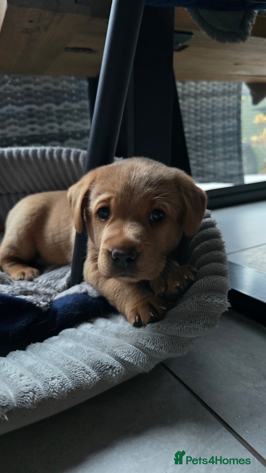 KC Registered Red Fox Labrador last pup for sale for sale in