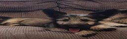 Skye Terrier dogs for sale: Two Beautiful Skye Terrier Puppies  - Advert 10