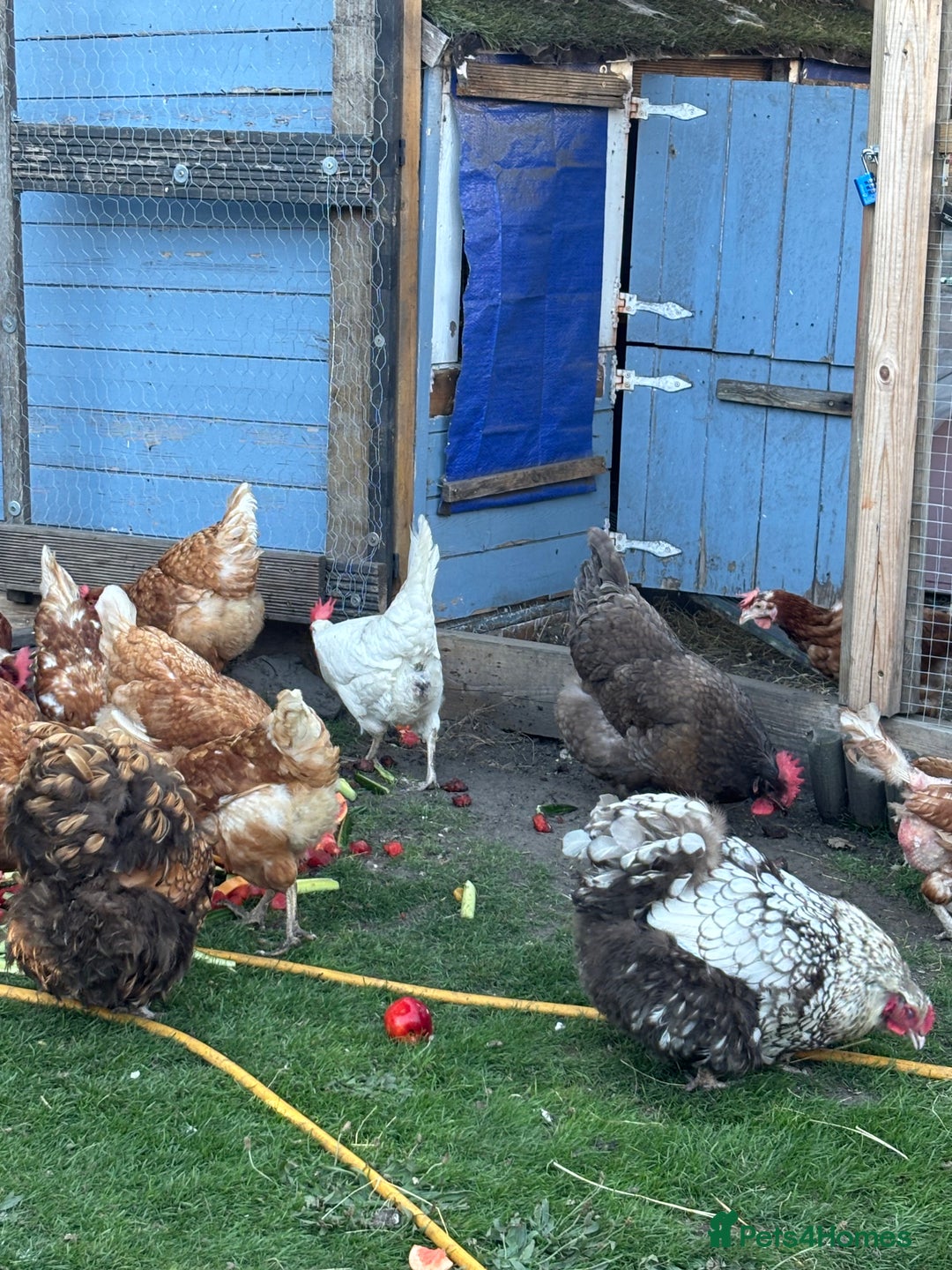Chickens poultry for sale: Beautiful Hens - Image 6