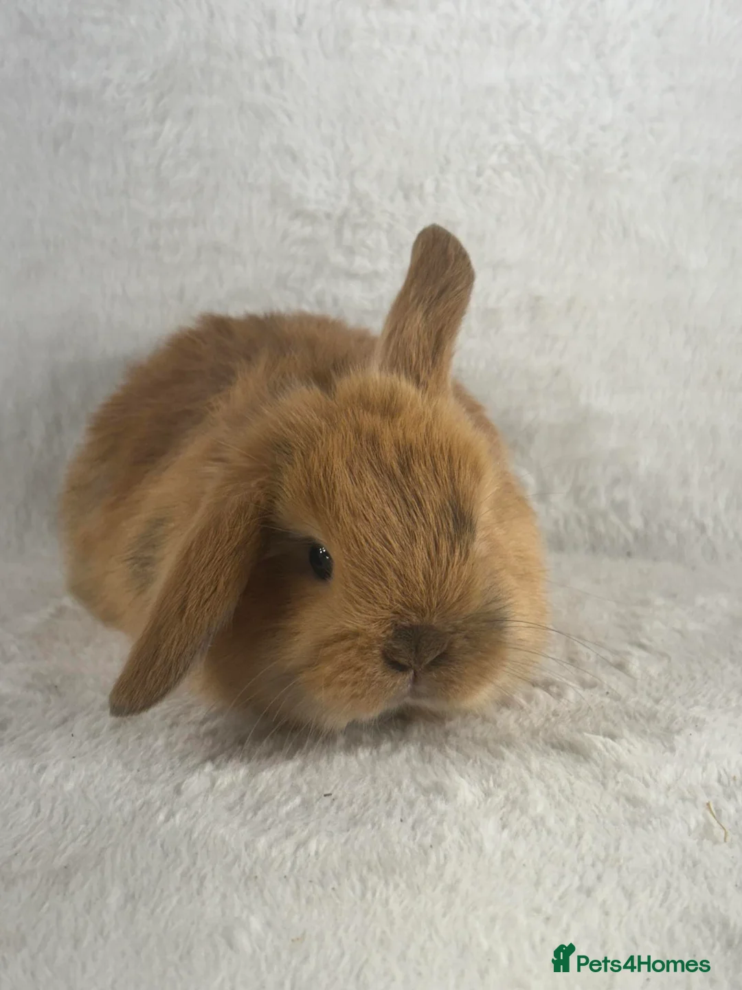 Mini Lop rabbits for sale: 6 x ginger/brown mini lop rabbits - Advert 14