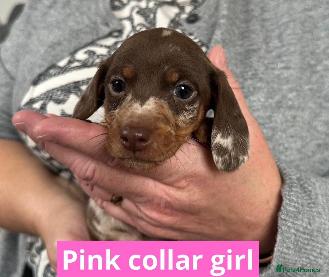 Miniature Dachshund dogs for sale: Miniature dachshund puppies - Image 19