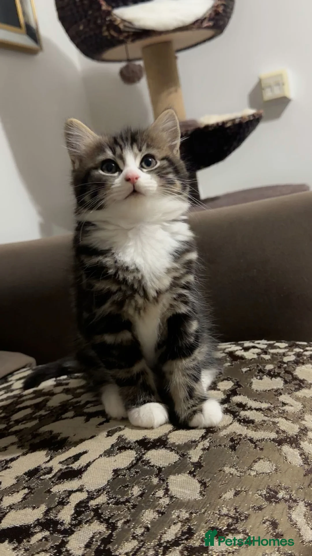 British Shorthair cats for sale: Kitten  - Advert 16