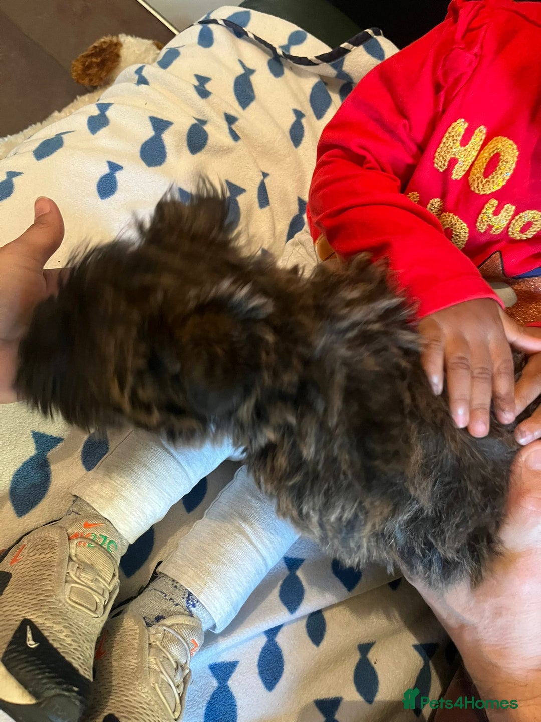 Cairn Terrier dogs for sale: KC registered cairn terrier - Image 4