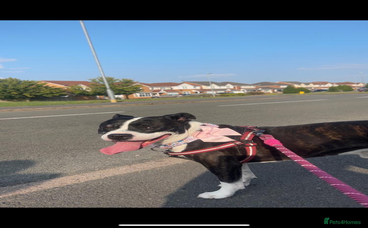 Staffordshire Bull Terrier dogs - Advert 2