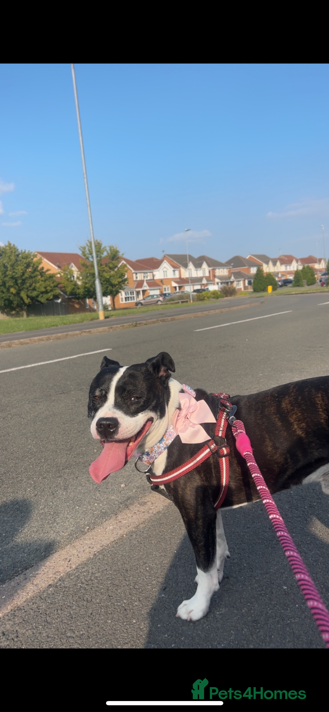 Staffordshire Bull Terrier dogs for sale: George - Image 1