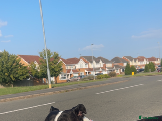 Staffordshire Bull Terrier dogs - Advert 29