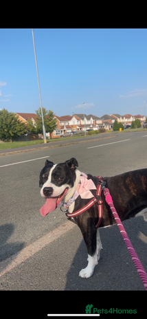 Staffordshire Bull Terrier dogs - Advert 15