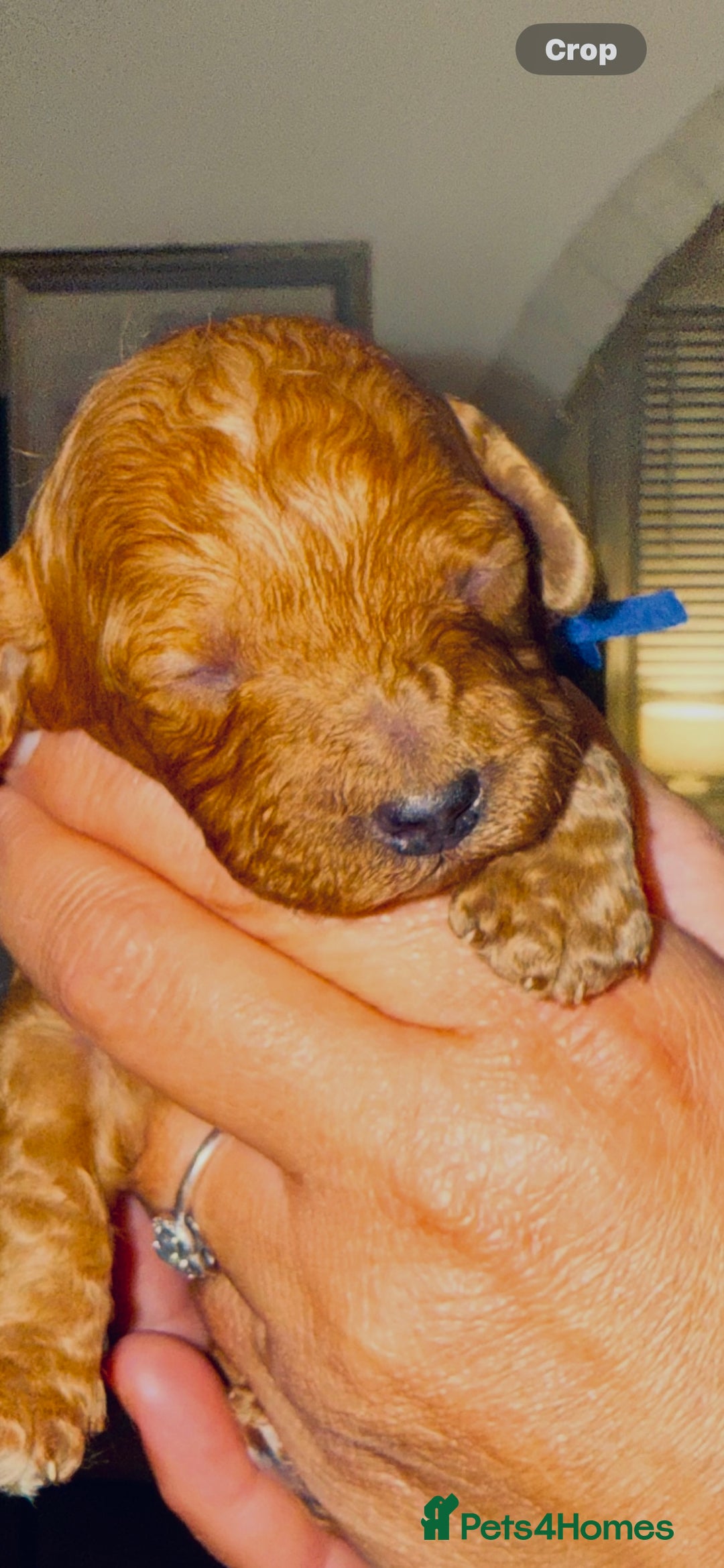 Australian Labradoodle dogs for sale: Stunning Labradoodle puppies - Advert 5