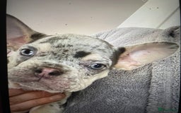 French Bulldog dogs for sale: Kc registered 12 week old French. Bulldogs  - Image 4