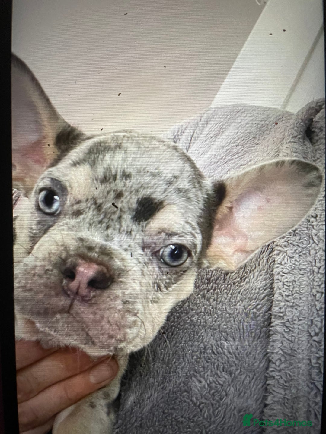 French Bulldog dogs for sale: Kc registered 12 week old French. Bulldogs  - Image 4