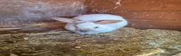 Mixed Breed reptiles for sale: Meet Archer  - Advert 2