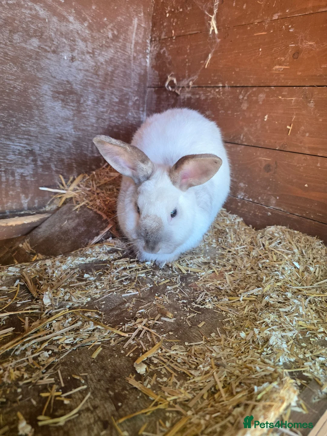 Mixed Breed reptiles for sale: Meet Archer  - Advert 2