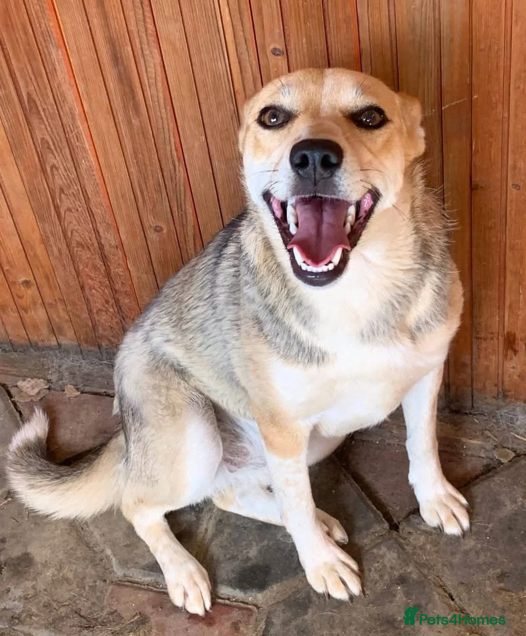 Mixed Breed dogs for adoption: ❤️ Lolly❤️- 1.5-year-old small gentle girl  - Advert 16