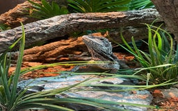 Lizard reptiles for sale: Male Frilled Dragon - Image 1