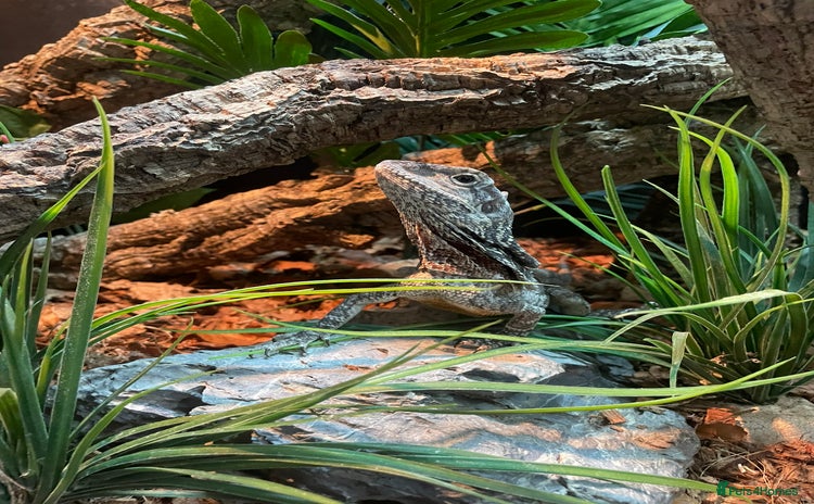 Lizard reptiles - Advert 1