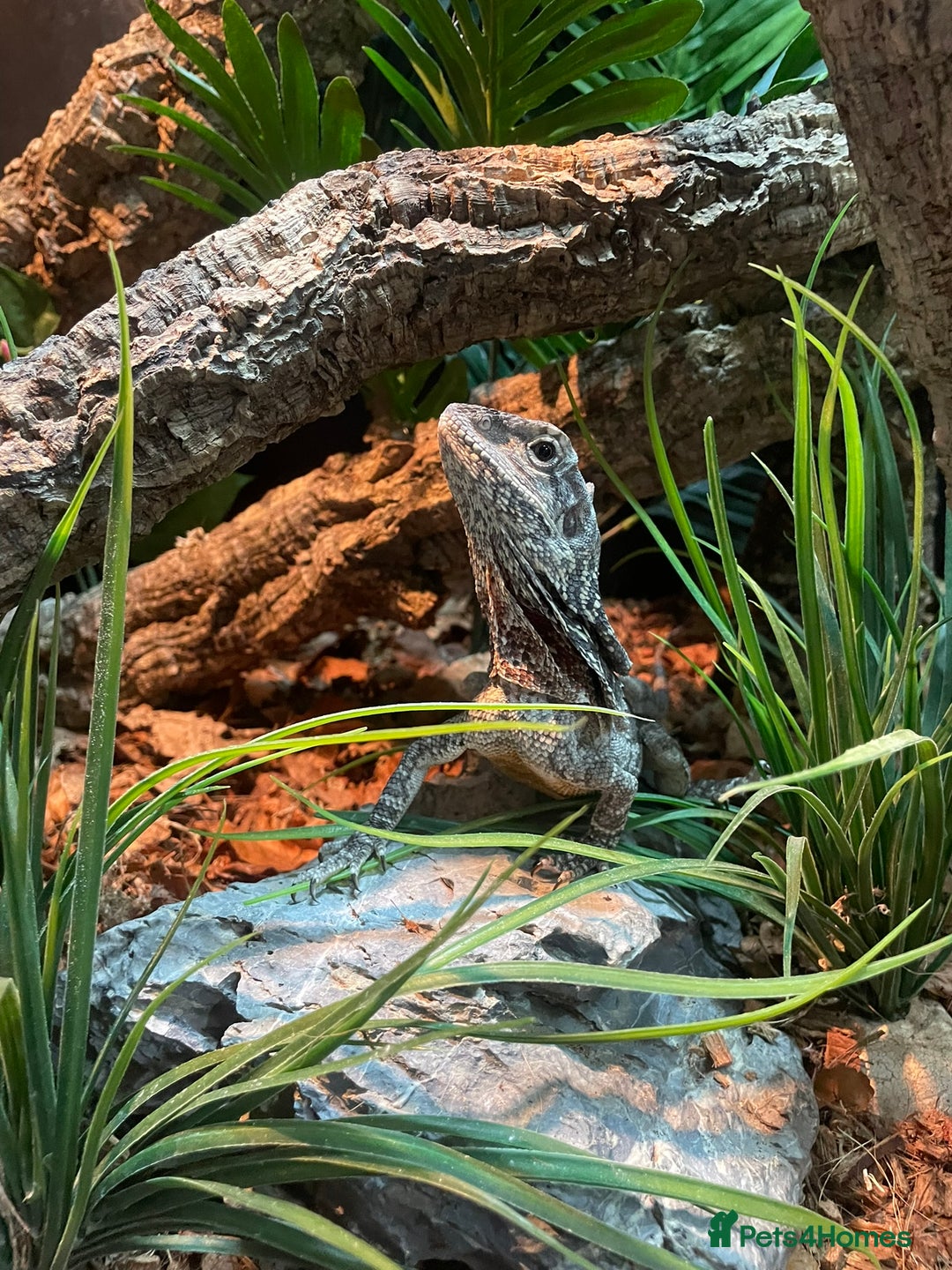 Lizard reptiles for sale: Male Frilled Dragon - Image 1