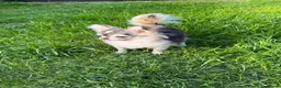 Chihuahua dogs for stud: Thailand KC registered tiny husky marking boy - Advert 4