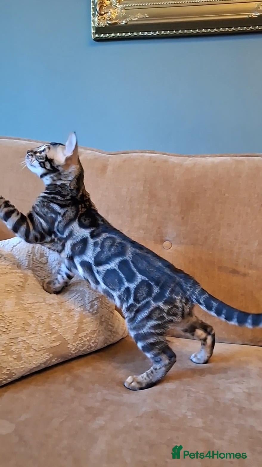 Bengal cats Wild and Luxurious Tica Bengals - Advert 2