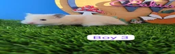 Hamster rodents for sale: Baby Syrian Hamsters Boys Girls Pedigree - Advert 4