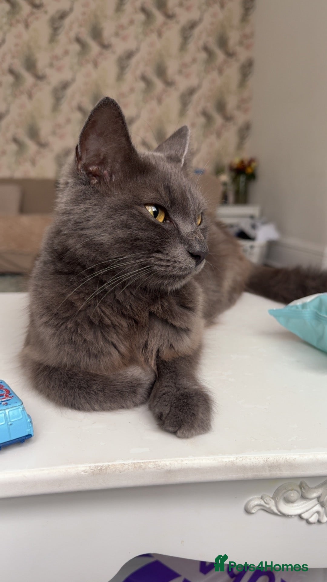 British Shorthair cats Russian blue / British blue  - Advert 1