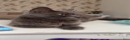 British Shorthair cats for sale: Russian blue / British blue  - Advert 1