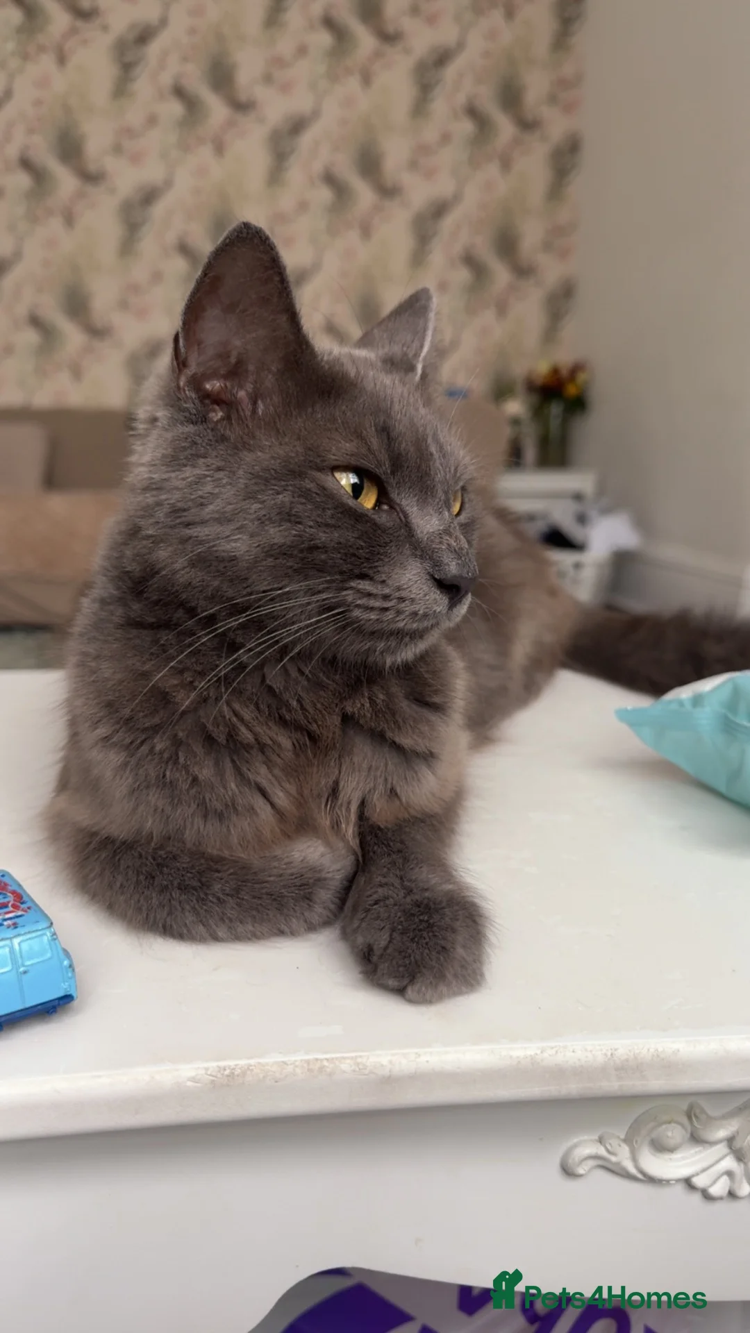 British Shorthair cats for sale: Russian blue / British blue  - Advert 1