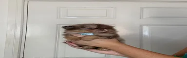 Pomeranian 1